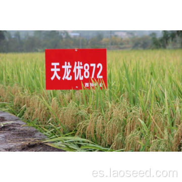 Venta caliente 2022 nueva semilla de arroz